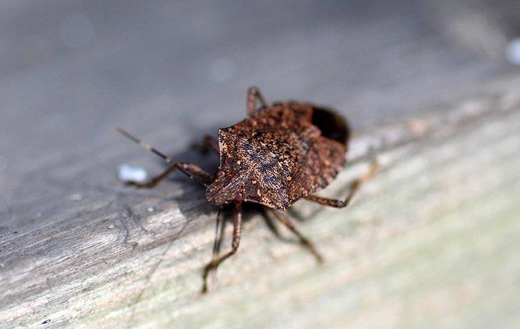 close up of stink bug