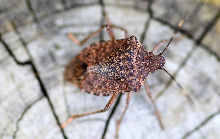 Stink bugs: The good, the bad, and how to get rid of them, Virginia Tech  News