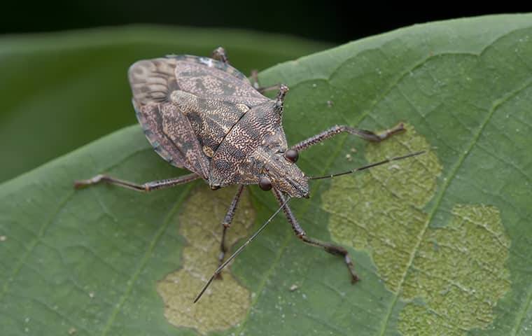 a stink bug crawling on a leaf