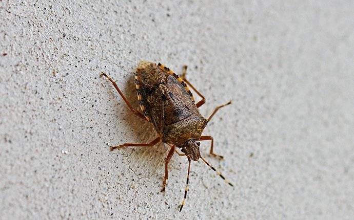 stink bug in a basement