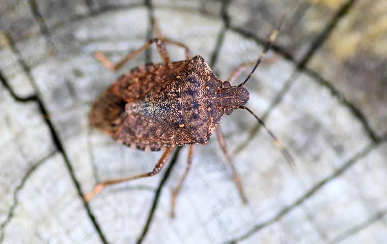 stink bug on wood