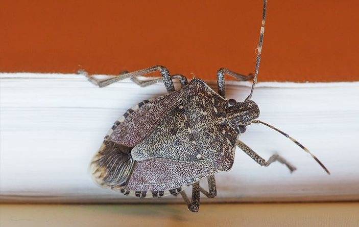 A close up image of a stink bug.