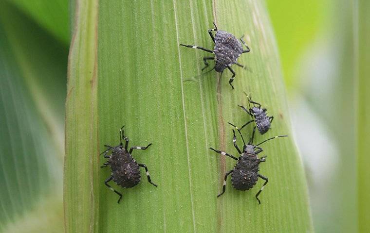 stink bugs on a plant