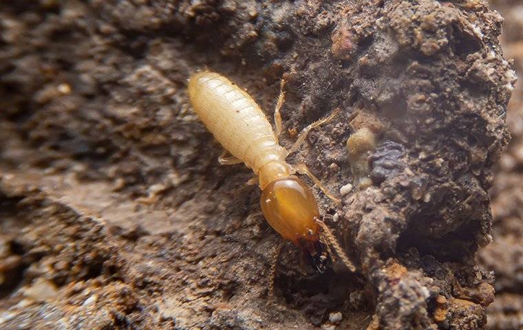 a termite crawling on chewed wood