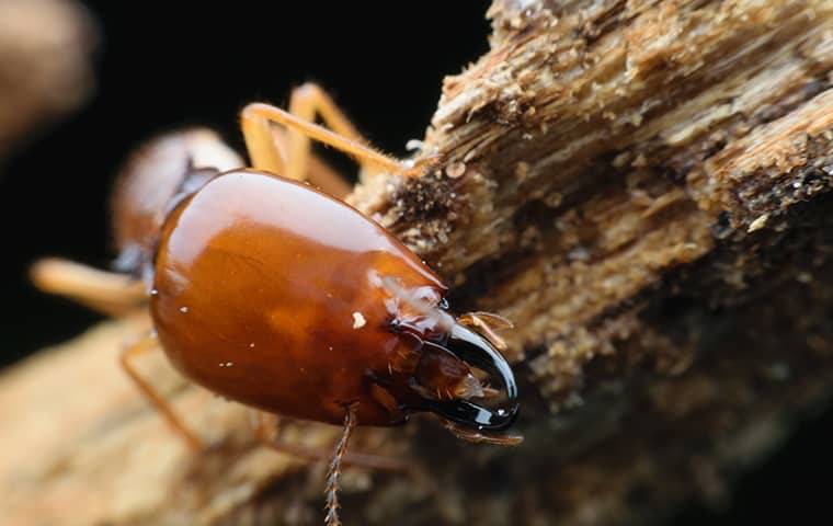 termite crawling on wood