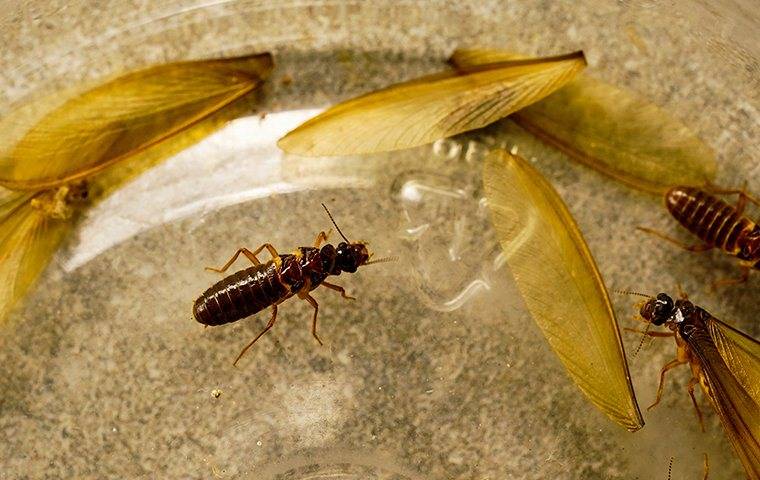 termite swarmers on a glass