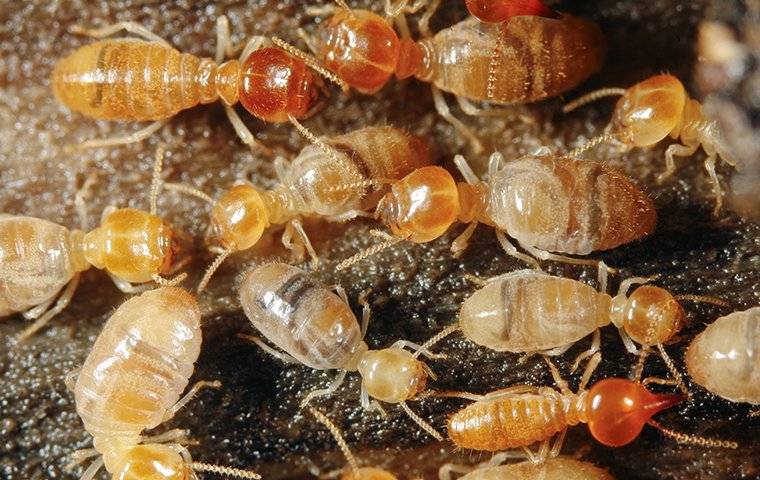 termites in a group crawling on wood