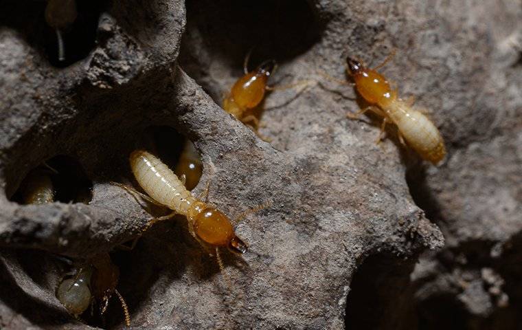 termites crawling in wood