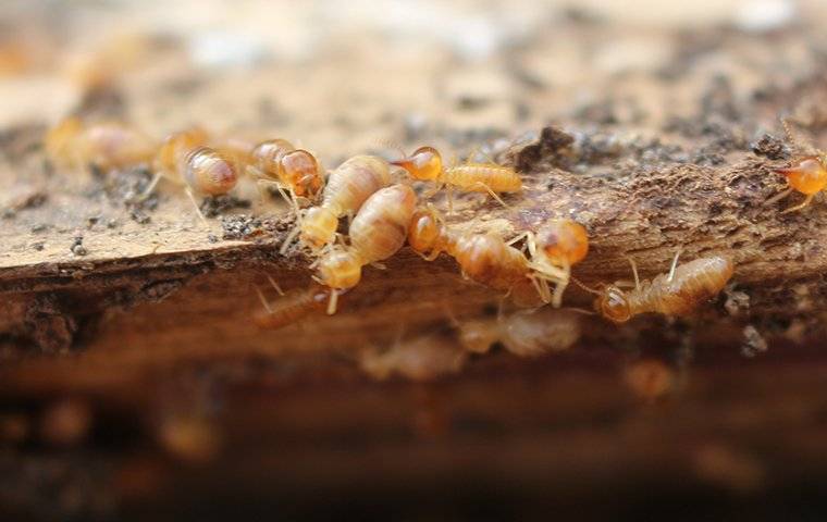 termites destroying wood in house