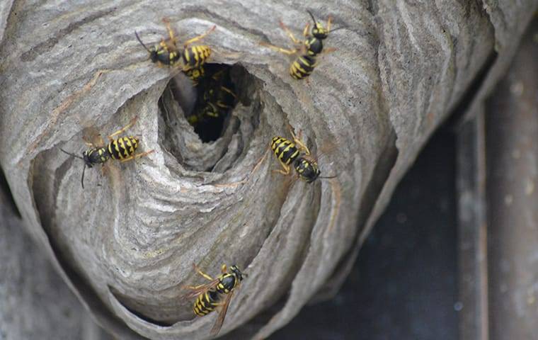 yellow jackets crawling out of a nest