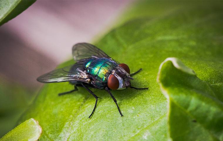 fly on a house plant