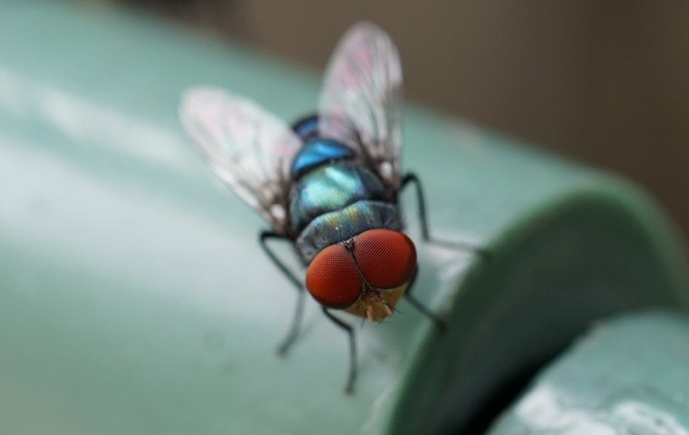 bottle fly on house water pipe