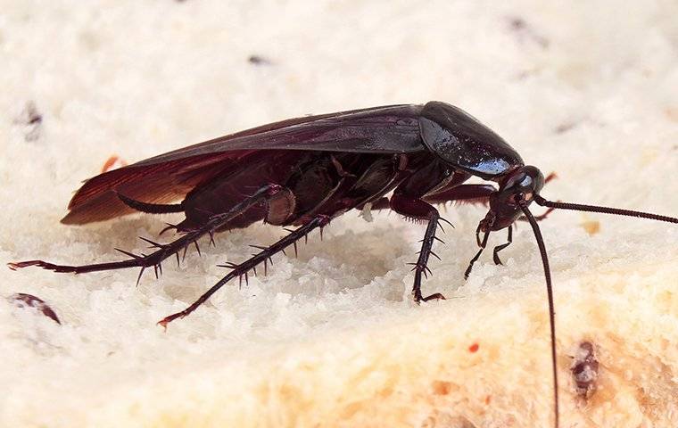 a brown banded cockroach on bread