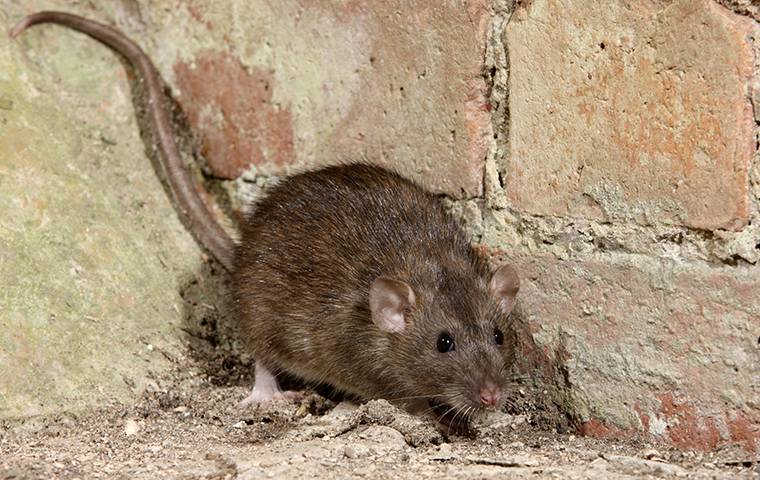 a brown rat in a basement