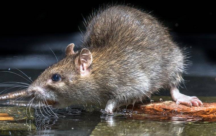 a brown rat drinking water off the floor