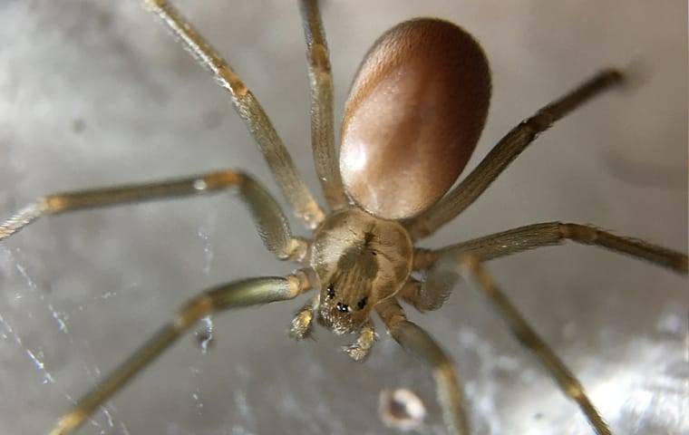 brown recluse spider