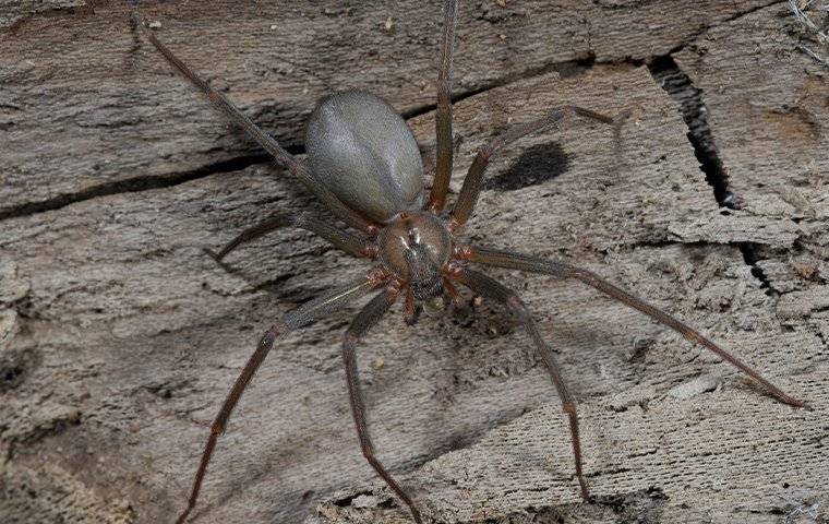 spider on wood