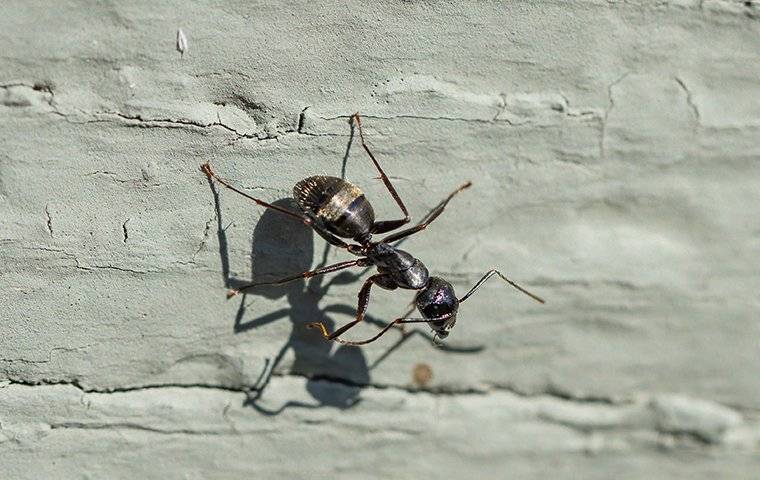 a carpenter ant on a wall of a house