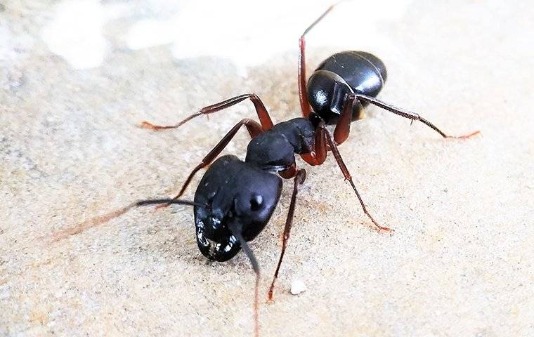 an up close image of a carpenter ant crawling on wood