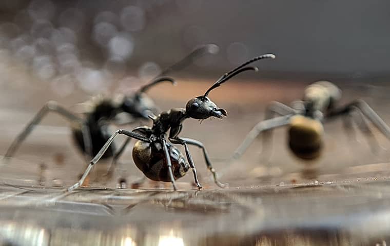 carpenter ants crawling near a puddle