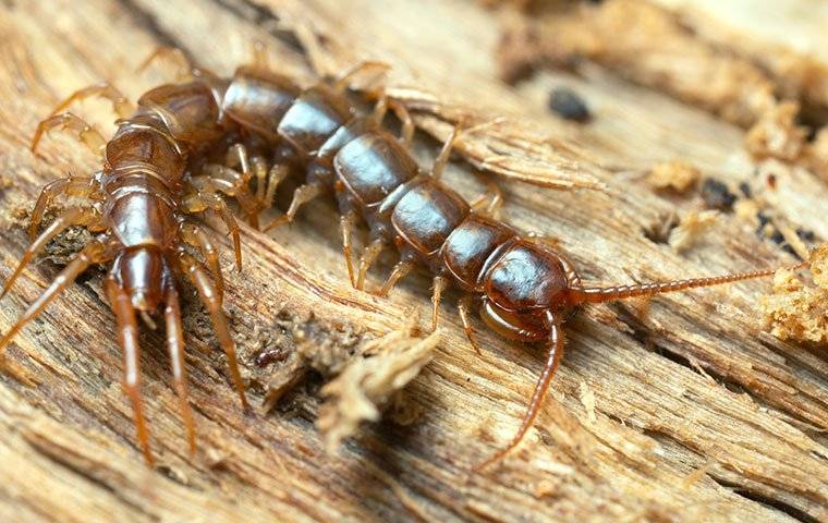 close up of centipede on wood