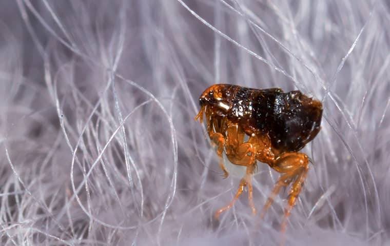 close up of flea in hair