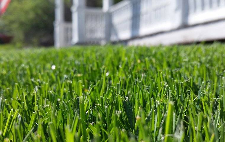 green grass