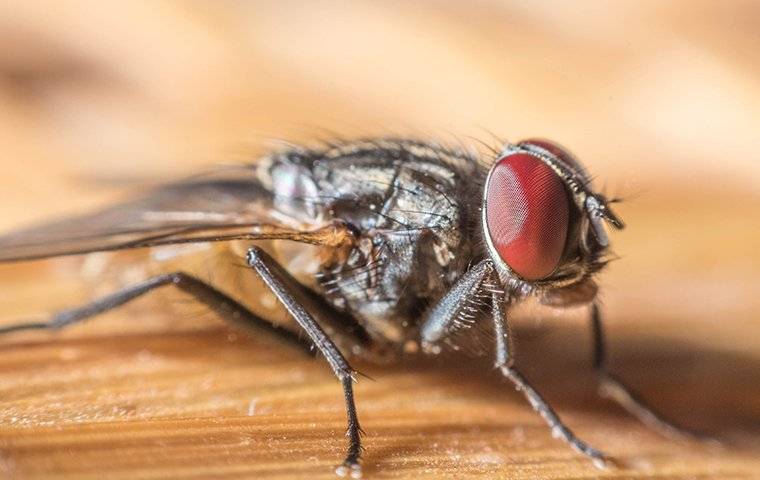 fly on a piece of wood