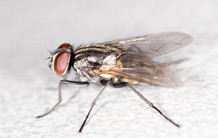 a cluster fly in a living room