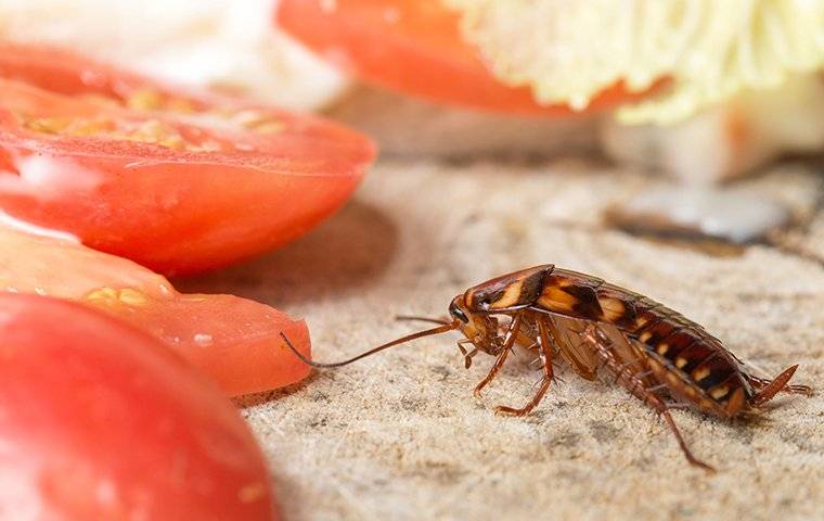 a cockroach crawling in a kitchen near food