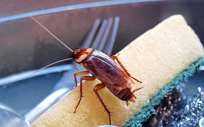 cockroach on sponge in sink