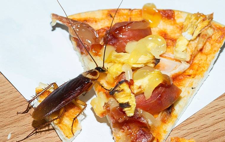 a roach eating pizza