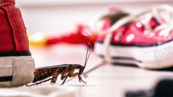 cockroach on the floor by shoes