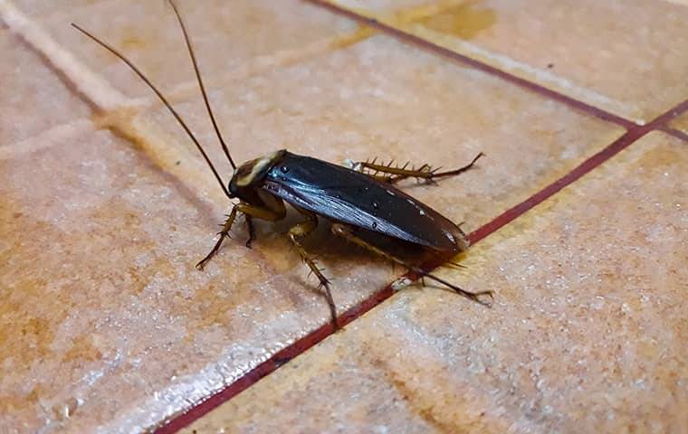 a cockroach crawling on a bathroom floor