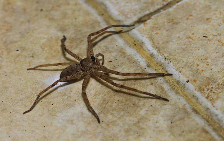 spider crawling on the ground