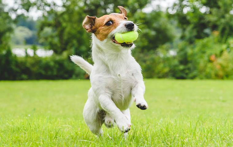 a dog catching a ball on a lawn