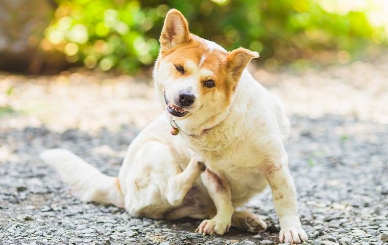 a dog scratching from fleas