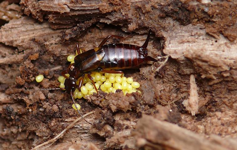 an earwig guarding its eggs