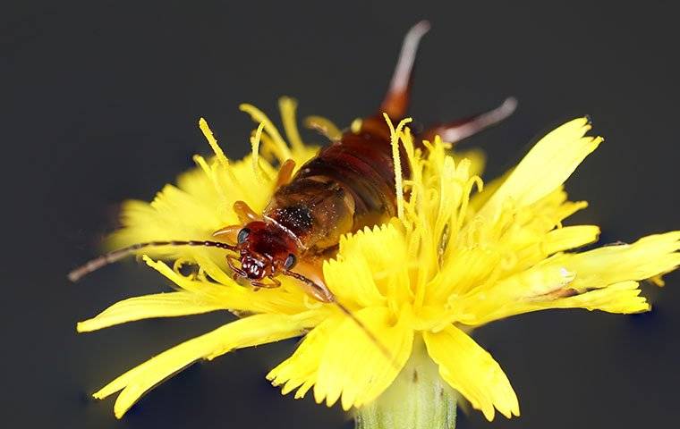 an earwig on a yellow flower