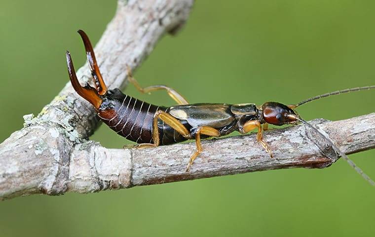 an earwig on a tree branch