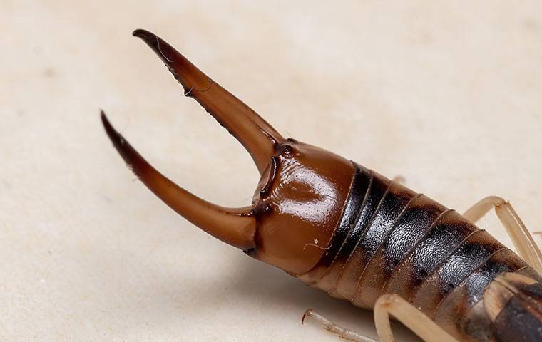 an earwigs rear pincer