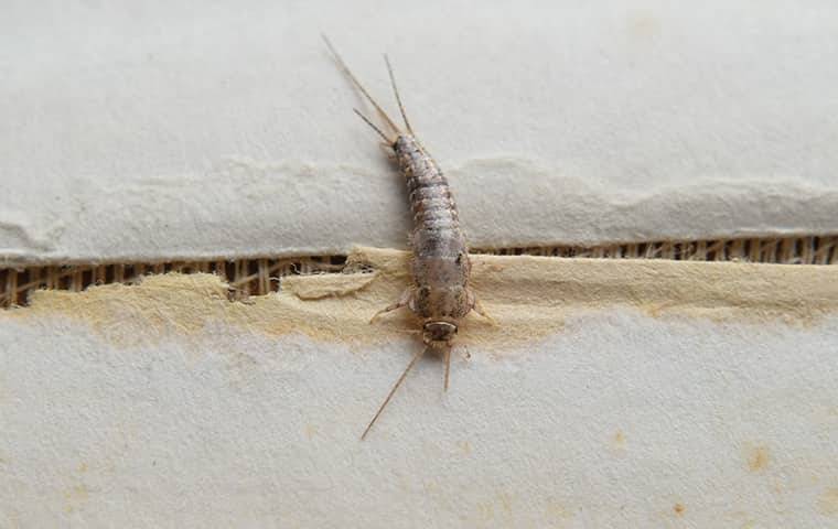 silverfish on a wall