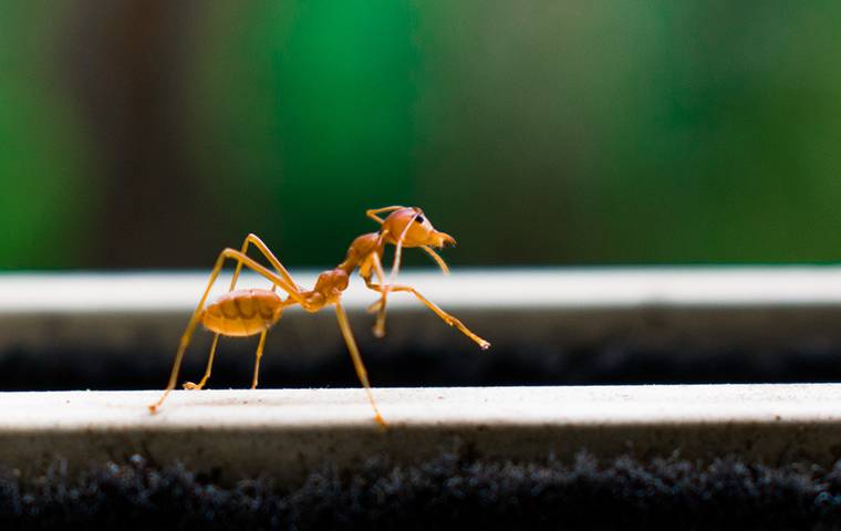 Fire Ant On A Window Sill 