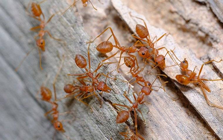 fire ants on wood