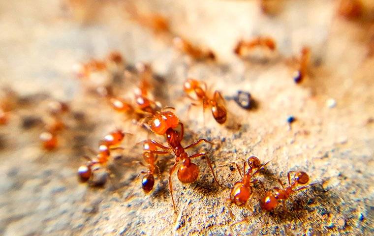 fire ant infestation