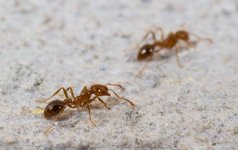two fire ants crawling on a patio