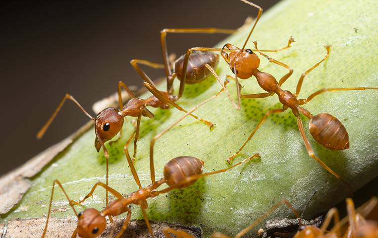 several fire ants on a plant outside