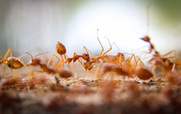 many fire ants in a front yard