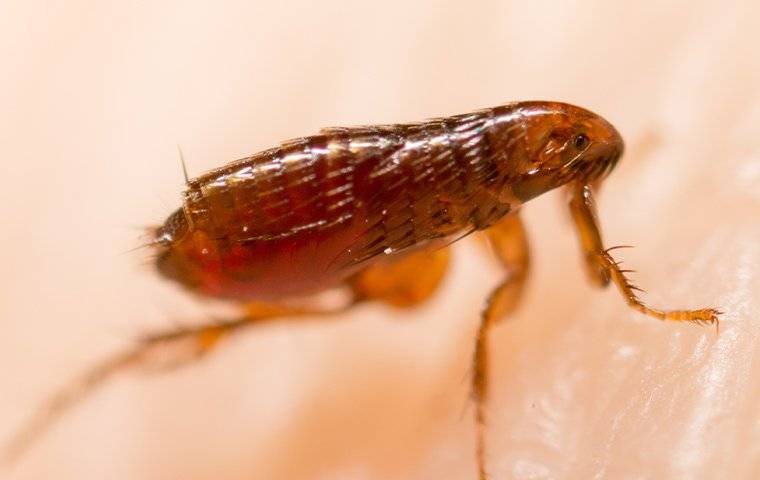 a flea on a persons arm