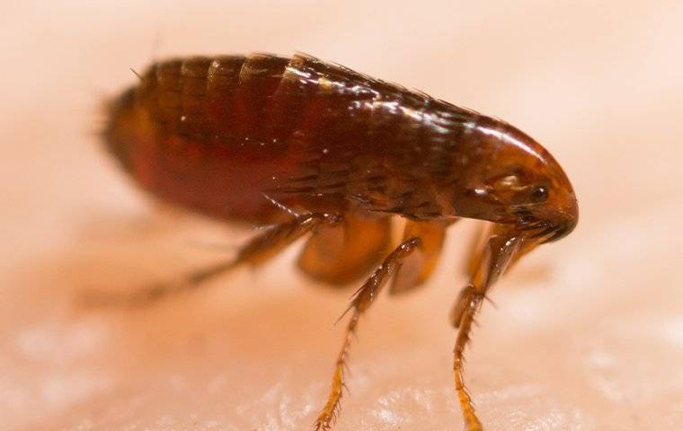 up close image of a flea on human skin